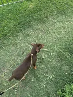 Spyro, a male Doberman Pinscher for sale in Dallas, TX – Photo 4 of 4