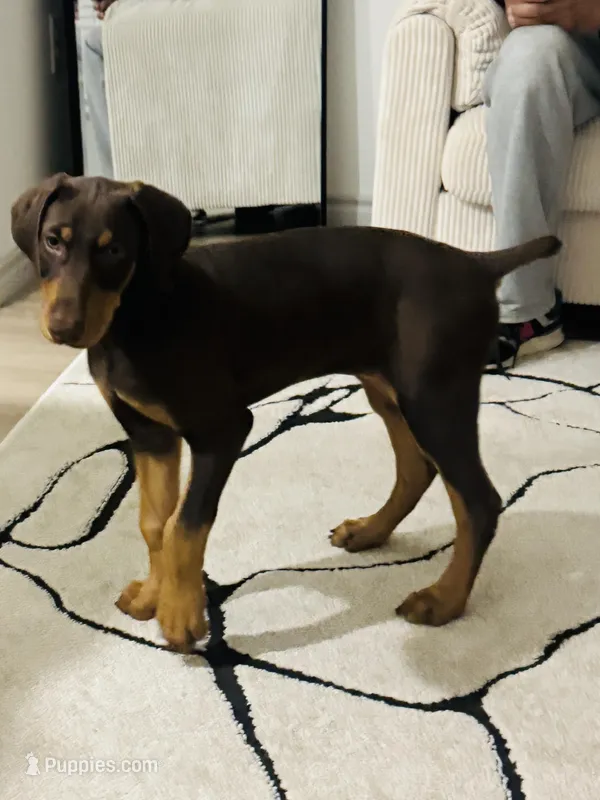 Spyro – Doberman Pinscher puppy for sale in Dallas, TX