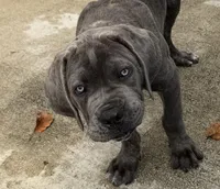 Cane Corso Blue Brindle , a male Cane Corso for sale in Miami, FL – Photo 8 of 9