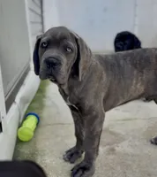 Cane Corso Blue Brindle , a male Cane Corso for sale in Miami, FL – Photo 6 of 9
