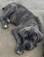 Cane Corso Blue Brindle , a male Cane Corso for sale in Miami, FL – Photo 7 of 9