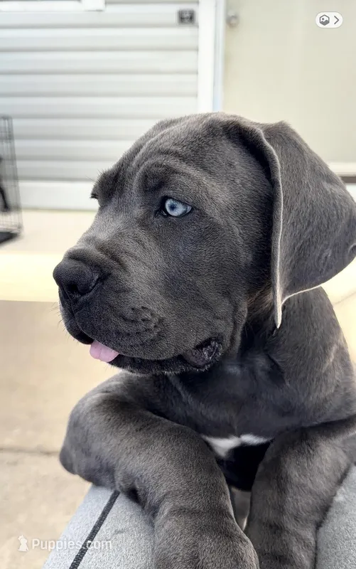 Cane corso pure breed – Cane Corso puppy for sale in Miami, FL