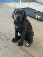 Cane corso pure breed, a male Cane Corso for sale in Miami, FL – Photo 2 of 10