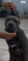 Cane corso pure breed, a male Cane Corso for sale in Miami, FL – Photo 9 of 10