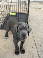 Cane corso pure breed, a male Cane Corso for sale in Miami, FL – Photo 6 of 10