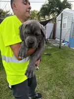 Cane corso pure breed, a male Cane Corso for sale in Miami, FL – Photo 8 of 10