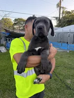 Cane corso pure breed, a male Cane Corso for sale in Miami, FL – Photo 7 of 10