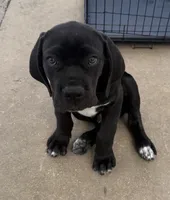 Cane Corso Female Black , a female Cane Corso for sale in Miami, FL – Photo 9 of 9