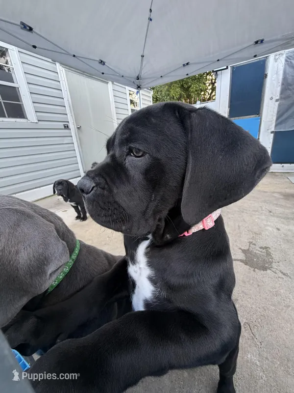 Cane Corso Female Black , a female Cane Corso for sale in Miami, FL – Photo 1 of 9