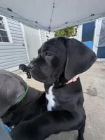 Cane Corso Female Black , a female Cane Corso for sale in Miami, FL – Photo 1 of 9