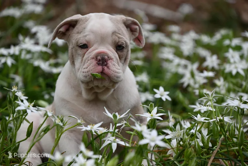 Merrick Jo – Olde English Bulldogge puppy for sale in Baileyton, AL