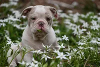 Merrick Jo, a female Olde English Bulldogge for sale in Baileyton, AL – Photo 1 of 2
