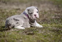 Merrick Jo, a male Olde English Bulldogge for sale in Baileyton, AL – Photo 3 of 3