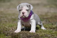 Merrick Jo, a male Olde English Bulldogge for sale in Baileyton, AL – Photo 1 of 3