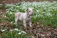 Merrick Jo, a female Olde English Bulldogge for sale in Baileyton, AL – Photo 2 of 2