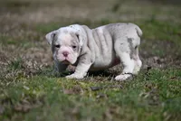 Valley Kate, a male Olde English Bulldogge for sale in Baileyton, AL – Photo 3 of 4