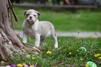 Valley Kate, a female Olde English Bulldogge for sale in Baileyton, AL – Photo 3 of 5