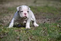 Valley Kate, a male Olde English Bulldogge for sale in Baileyton, AL – Photo 4 of 4