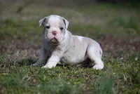 Valley Kate, a male Olde English Bulldogge for sale in Baileyton, AL – Photo 1 of 4