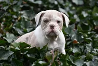 Valley Kate, a female Olde English Bulldogge for sale in Baileyton, AL – Photo 4 of 5