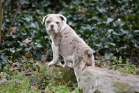 Valley Kate, a female Olde English Bulldogge for sale in Baileyton, AL – Photo 2 of 5