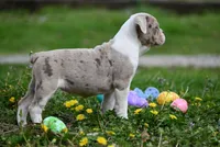 Valley Kate, a female Olde English Bulldogge for sale in Baileyton, AL – Photo 5 of 5