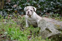 Valley Kate, a female Olde English Bulldogge for sale in Baileyton, AL – Photo 1 of 5