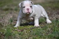 Valley Kate, a male Olde English Bulldogge for sale in Baileyton, AL – Photo 2 of 4