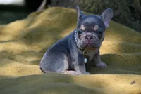 CHANNEL, a female French Bulldog for sale in Baileyton, AL – 3 of 6