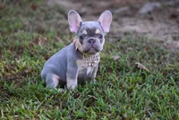 CHANNEL, a female French Bulldog for sale in Baileyton, AL – 5 of 8