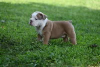 DRACO, a male Olde English Bulldogge for sale in Baileyton, AL – 2 of 5