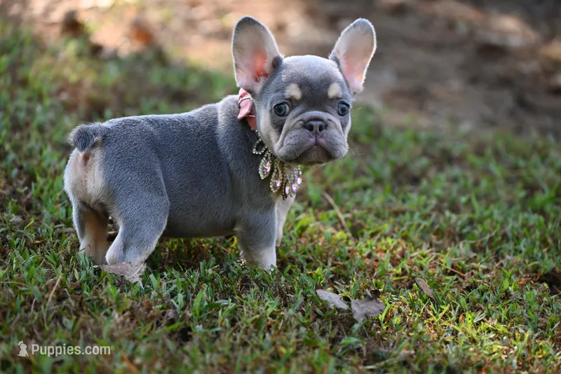CHANNEL – French Bulldog puppy for sale in Baileyton, AL