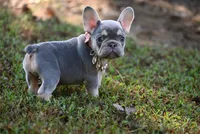 CHANNEL, a female French Bulldog for sale in Baileyton, AL – 1 of 8