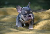 CHANNEL, a female French Bulldog for sale in Baileyton, AL – 5 of 6