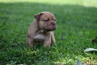 Lucifer, a male Olde English Bulldogge for sale in Baileyton, AL – 5 of 5