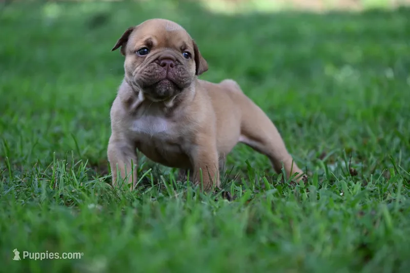 Lucifer – Olde English Bulldogge puppy for sale in Baileyton, AL
