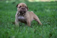 Lucifer, a male Olde English Bulldogge for sale in Baileyton, AL – 1 of 5