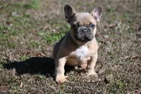 Pippy, a female French Bulldog for sale in Baileyton, AL – Photo 6 of 7