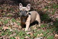 Pippy, a female French Bulldog for sale in Baileyton, AL – Photo 2 of 7