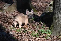 Pippy, a female French Bulldog for sale in Baileyton, AL – Photo 3 of 7