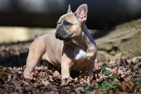 Pippy, a female French Bulldog for sale in Baileyton, AL – Photo 1 of 7