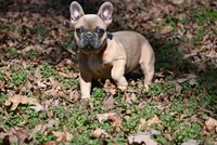 Pippy, a female French Bulldog for sale in Baileyton, AL – Photo 4 of 7