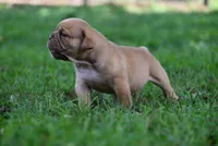 Lucifer, a male Olde English Bulldogge for sale in Baileyton, AL – 3 of 5