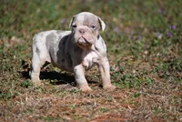 Orion Stiles, a male Olde English Bulldogge for sale in Baileyton, AL – Photo 2 of 3