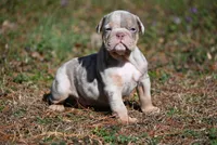 Orion Stiles, a male Olde English Bulldogge for sale in Baileyton, AL – Photo 1 of 3