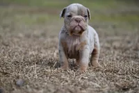 Orion Stiles, a male Olde English Bulldogge for sale in Baileyton, AL – Photo 3 of 3