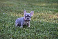 CHANNEL, a female French Bulldog for sale in Baileyton, AL – 3 of 8