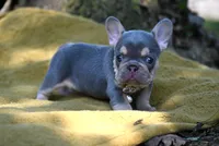 CHANNEL, a female French Bulldog for sale in Baileyton, AL – 1 of 6