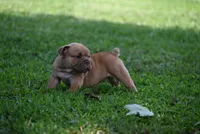 Lucifer, a male Olde English Bulldogge for sale in Baileyton, AL – 4 of 5