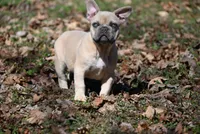 Flint, a female French Bulldog for sale in Baileyton, AL – Photo 1 of 4